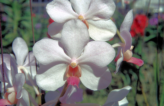 Singapur Malaysia Thailand 1988-01-039.jpg